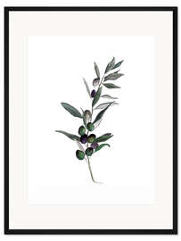 Gerahmter Kunstdruck Olive