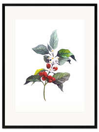 Framed art print Arabica coffee