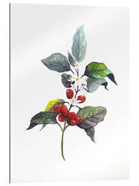 Gallery print Arabica coffee