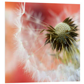 Foam board print Dandelions world