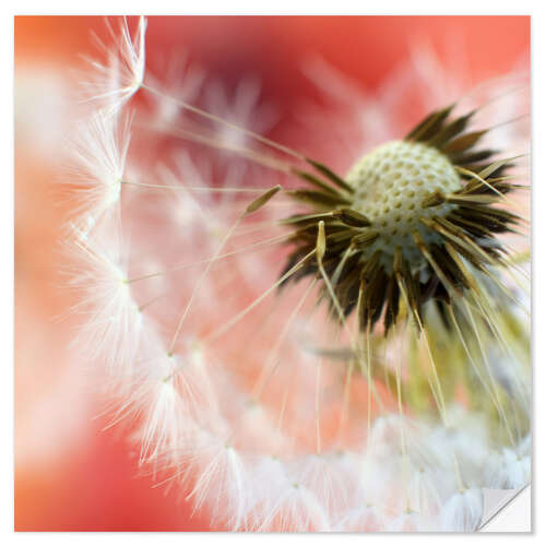 Naklejka na ścianę Dandelions world