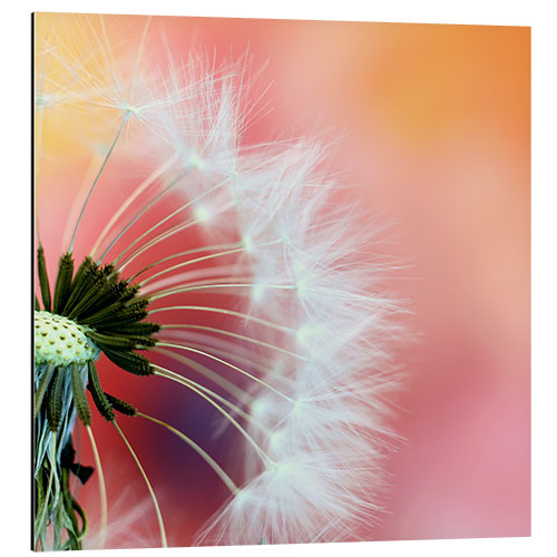 Aluminium print World of dandelions