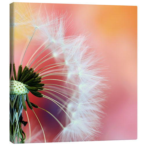 Canvas print World of dandelions