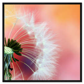 Gerahmter Kunstdruck Welt der Pusteblumen