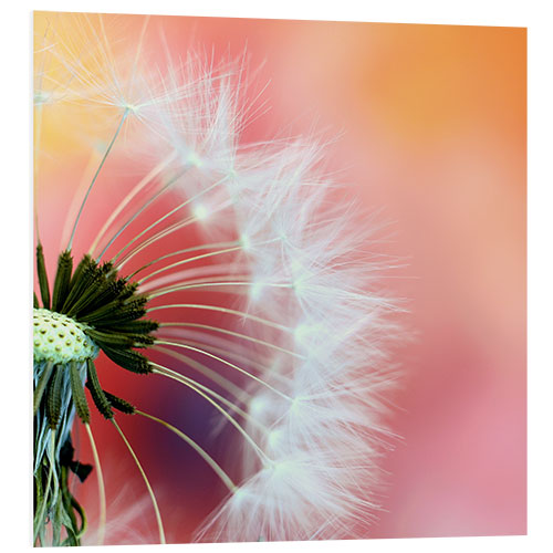 PVC print World of dandelions