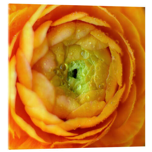 Obraz na szkle akrylowym Soft flower