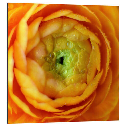 Alubild Weiche Blume