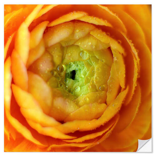 Wandsticker Weiche Blume