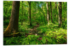 Obraz na szkle akrylowym Green forest in the Hainich National Park