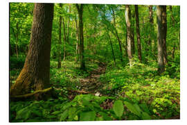 Aluminiumtavla Green forest in the Hainich National Park