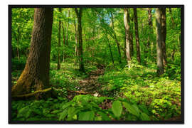 Gerahmter Kunstdruck Grüner Wald im Nationalpark Hainich