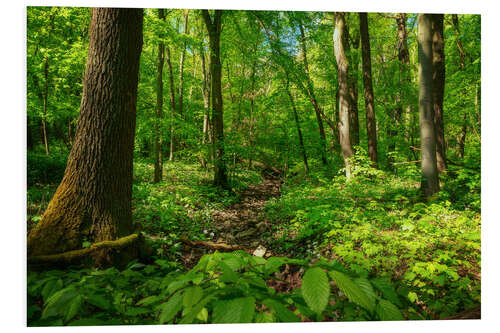 Foam board print Green forest in the Hainich National Park