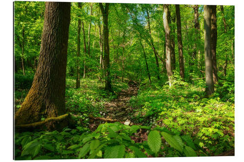 Gallery Print Grüner Wald im Nationalpark Hainich