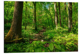 Magnettafel Grüner Wald im Nationalpark Hainich