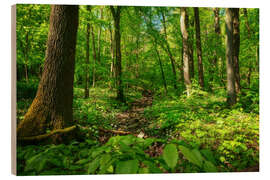 Holzbild Grüner Wald im Nationalpark Hainich