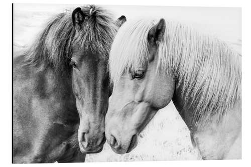 Aluminium print Cuddling Ponies