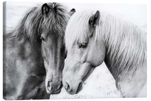 Leinwandbild Kuschelnde Ponys