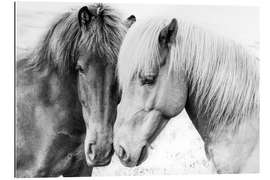 Gallery print Cuddling Ponies