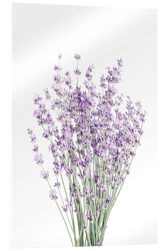 Acrylic print Fragrant Lavender