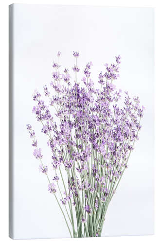 Canvas print Fragrant Lavender