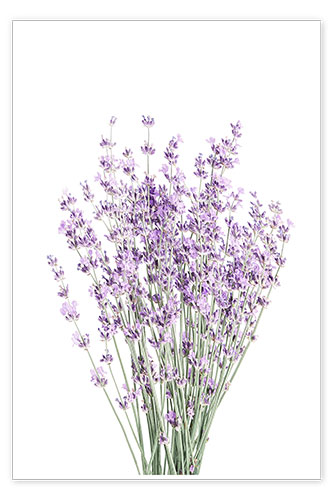 Poster Duftender Lavendel