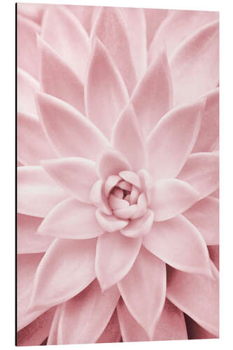 Tableau en aluminium Plante succulente rose