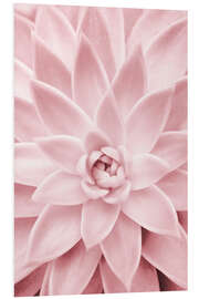 Foam board print Pink Succulent Plant