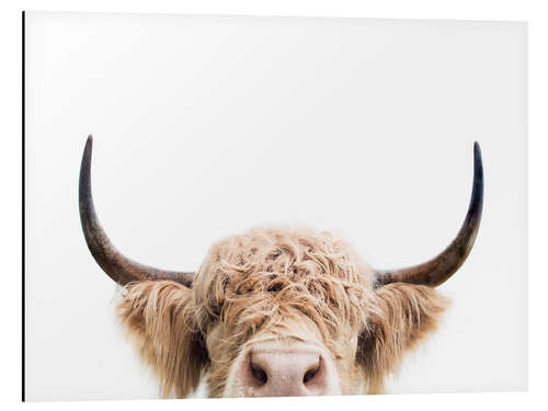 Aluminium print Cuddly Highland Cattle