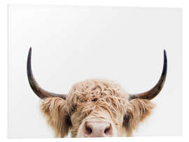 Foam board print Cuddly Highland Cattle