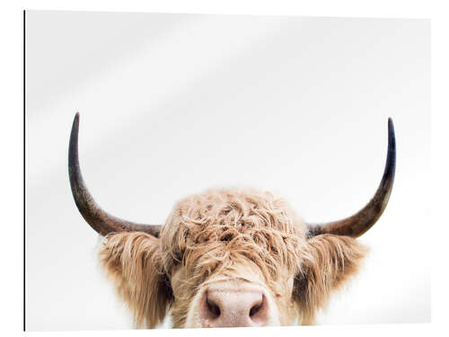 Gallery print Cuddly Highland Cattle