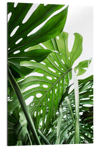 Gallery print Lush Monstera