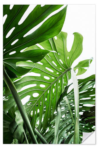 Sticker mural Monstera luxuriante