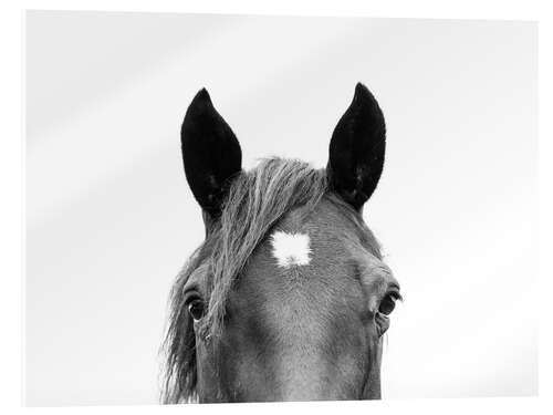 Stampa su vetro acrilico Ritratto di cavallo