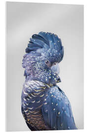 Acrylglasbild  Blauer Papagei - Sisi And Seb