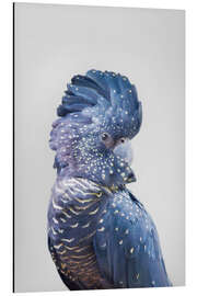 Aluminium print Blue Parrot