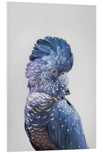 PVC-taulu Blue Parrot