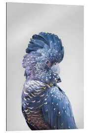 Gallery print Blue Parrot