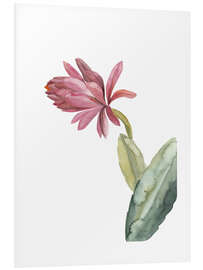 Foam board print Blooming cactus in pink