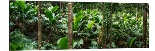 Tableau en aluminium L'étendue de la forêt tropicale