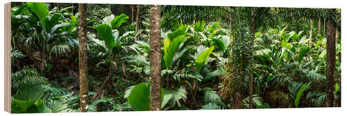 Quadro de madeira A extensão da floresta tropical