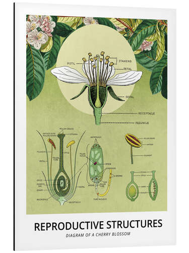 Alubild Anatomie einer Kirschblüte (Englisch)