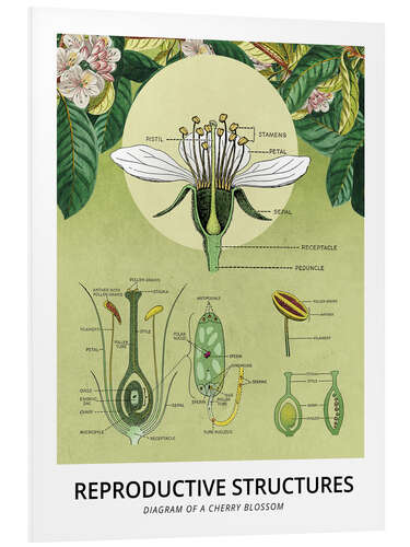 PVC-taulu Anatomy of a cherry blossom (English)