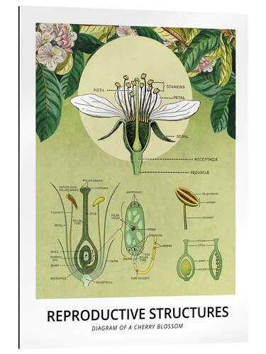 Gallery print Diagram of a cherry blossom