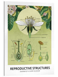 Gallery print Diagram of a cherry blossom