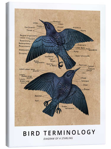 Canvas print Bird teminology