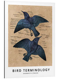 Magnettafel Begriffe der Vogelkunde (Englisch)