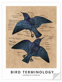 Selvklebende plakat Terms of ornithology (English)