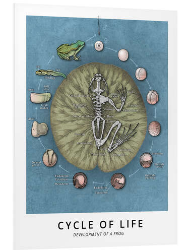 Foam board print Cycle of life - Development of a frog