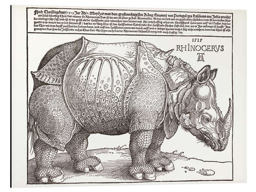 Aluminium print Rhinoceros (Duits)
