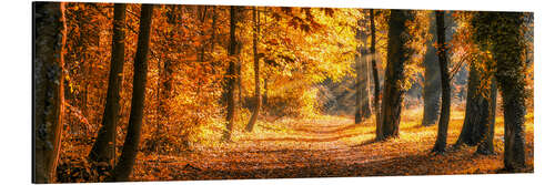 Aluminium print Autumn forest